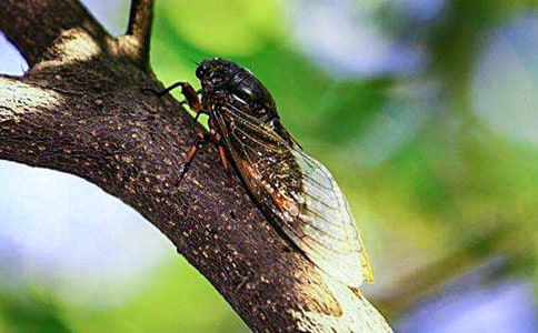 精选知了小学作文合集七篇