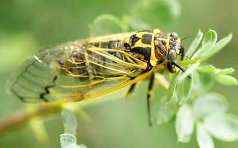 ����֪��Сѧ���Ļ��9ƪ