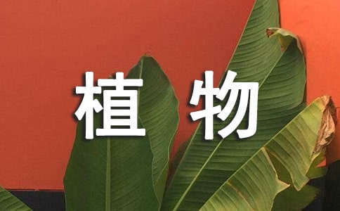 我的植物朋友三年级作文集锦15篇