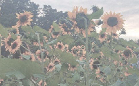 植物园日记六篇