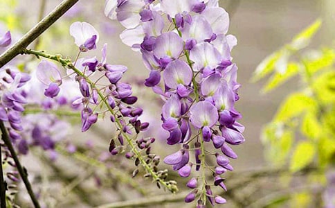 �������ٻ���Ψ������