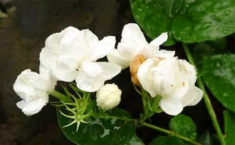 ����˵�θ�