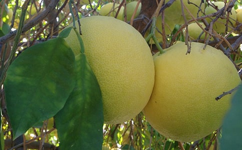 ���꼶�������Ľ���5ƪ