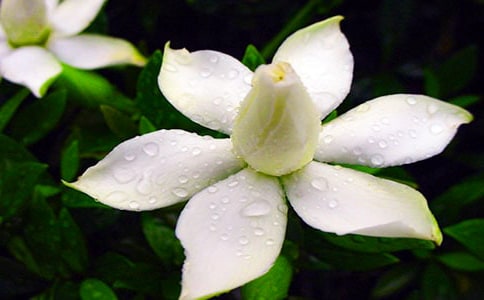 �������ӻ���Ψ������