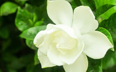 描写栀子花的句子