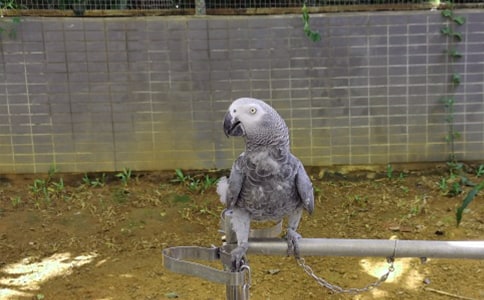 可爱的鹦鹉-我的心爱之物 五年级作文范文