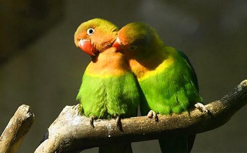 ������Ƥ����֮�����и�