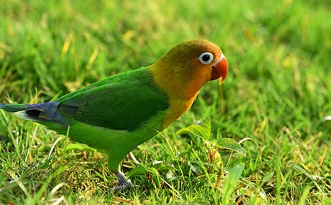 ���ĵ��ռǣ�ͨ��29ƪ��