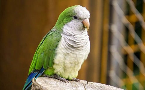 Сѧ���꼶���ģ��ɰ�������