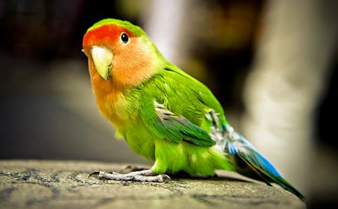 �Ҽҵ�����Сѧ����