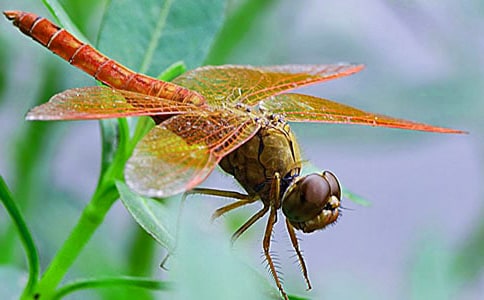 《蜻蜓,蜻蜓》读后感