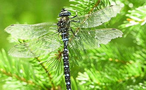 С�����������ģ����ѵ�˵����