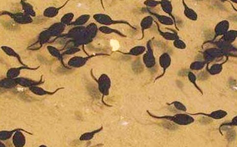 ��С��������衷��ѧ��˼15ƪ