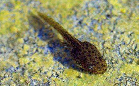 小蝌蚪找妈妈教学反思