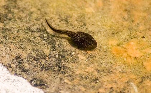 小蝌蚪找妈妈教学反思(共15篇)