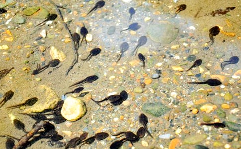 ��С��������衷��ѧ��˼