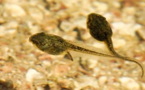 ��С��������衷˵�θ�