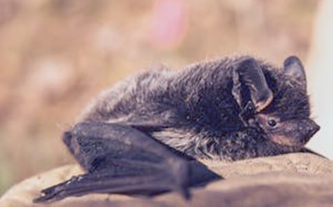 蝙蝠和雷达读后感