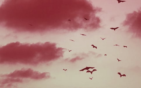 《蝙蝠和雷达》教学反思15篇