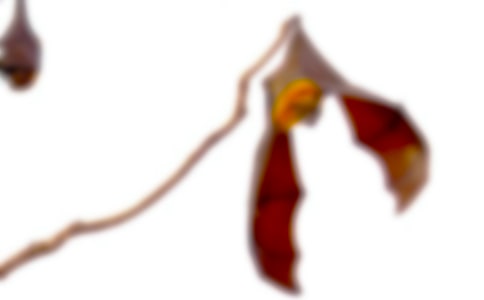 �������㡷�����6ƪ