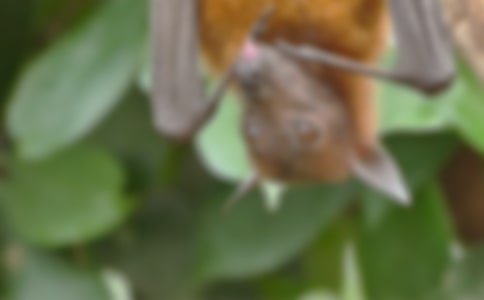 《蝙蝠与雷达》教学反思