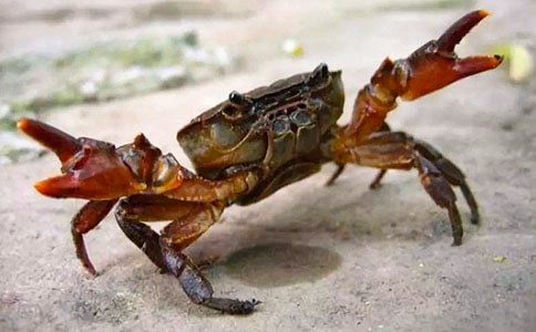 螃蟹小学生作文