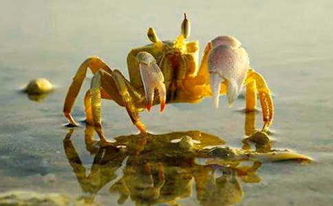 孤独的小螃蟹读后感11篇