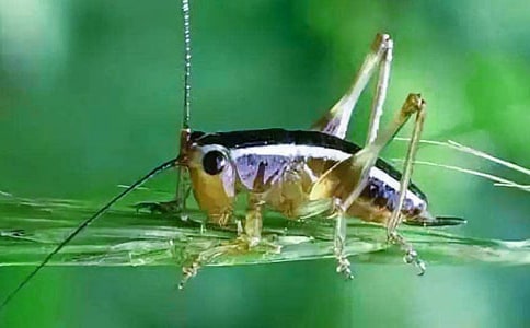 蟋蟀的住宅教学反思(15篇)