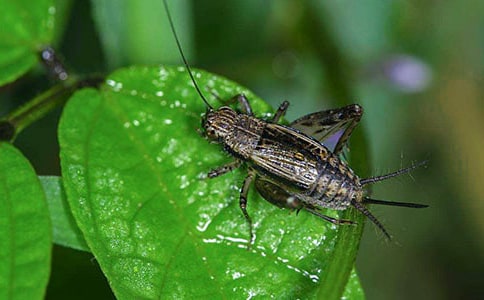 ���סլ��ѧ��˼15ƪ