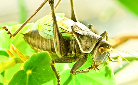 《蟋蟀的住宅》说课稿11篇