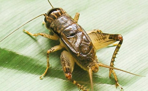 《蟋蟀的住宅》教学反思