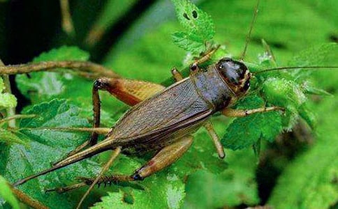 ��д��ľ���