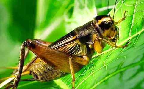 《蟋蟀的住宅》教学反思(15篇)