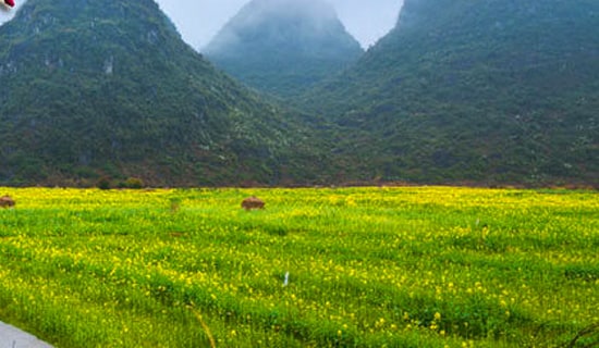 [����]����Сѧ����